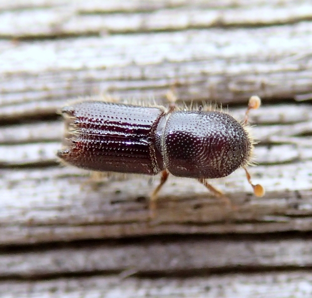 Scolytidae sconosciutissimo!